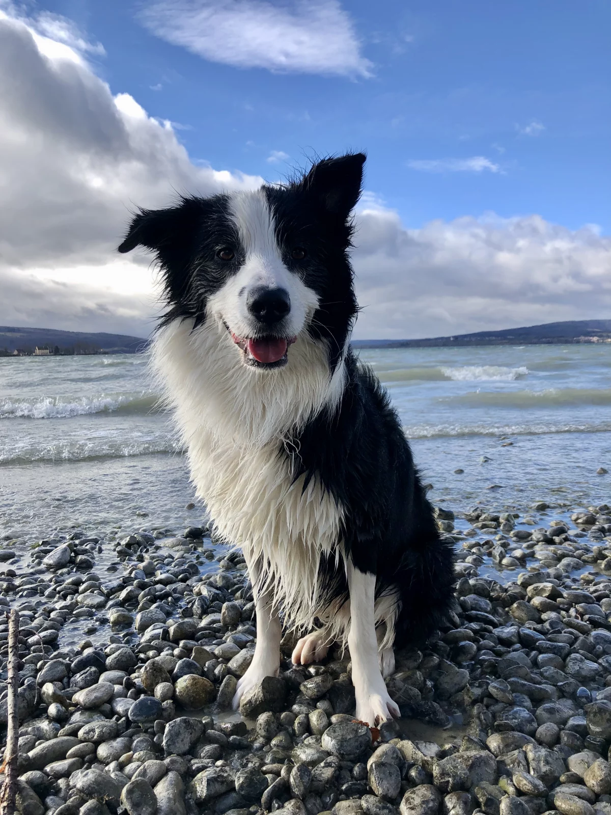 Hund am Bodensee in Allensbach in der Ferienwohnung